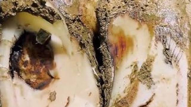 这是一只洋葱般的牛蹄，简直深藏不露#解压#修牛蹄