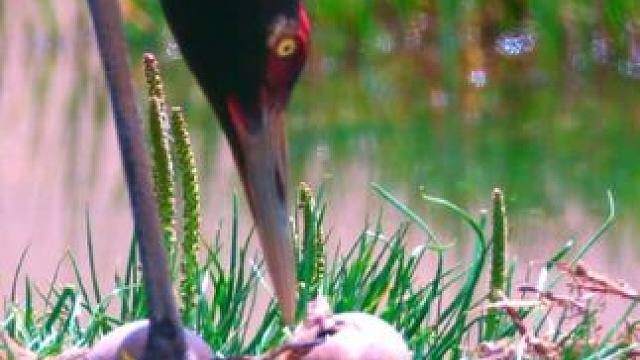 嘿，我是黑颈鹤，知道黑颈鹤夫妻如何孵蛋的吗？