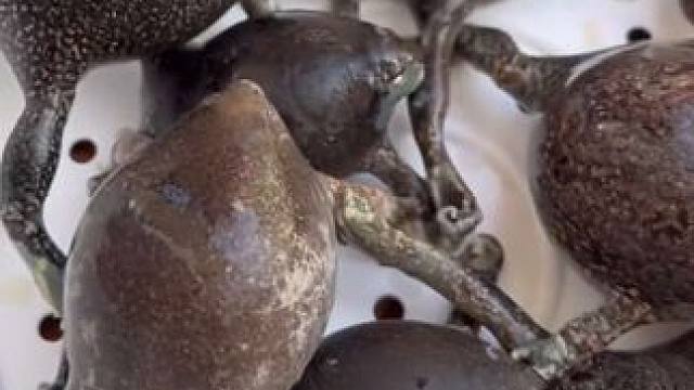 泰国林蛙罗望子叶煮 #泰国美食 #泰国林蛙 #这才是名副其实的吃货 #东南亚美食 #妈呀太香了吧