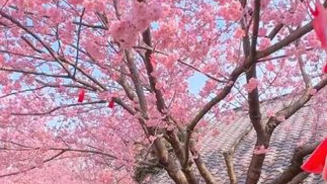 我的好闺闺，这个春天想好去哪里拍樱花大片了吗 #拍照 #全国樱花打卡地图 #樱花和春天平分浪漫 #春