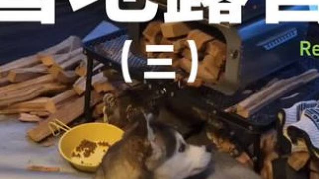 雪地露营（三）#露营 #助眠 #解压 #狗狗 #户外露营