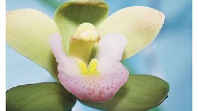 沧野50mm微距镜头 #沧野影像 #摄影