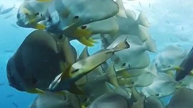 清明假期，跟我一起#潜水 #巴厘岛 #潜水教练 #青岛潜水#星月鲸潜水去潜水吧