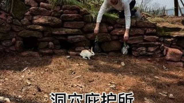 今天跋山涉水给兔子做了个洞穴庇护所。#荒野建造 #我的乡村生活 #新农人计划2024 #山洞到底藏着