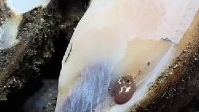 一只会吐泡泡的牛蹄#解压 #修牛蹄