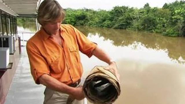 寻找森蚺#野生动物零距离