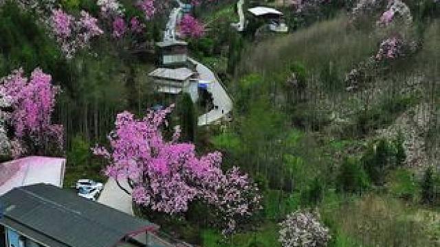三月下旬到四月初，江油吴家后山即将迎来一年中最漂亮又繁忙的时候，各地游客前往这里赏花打卡#春天一定不