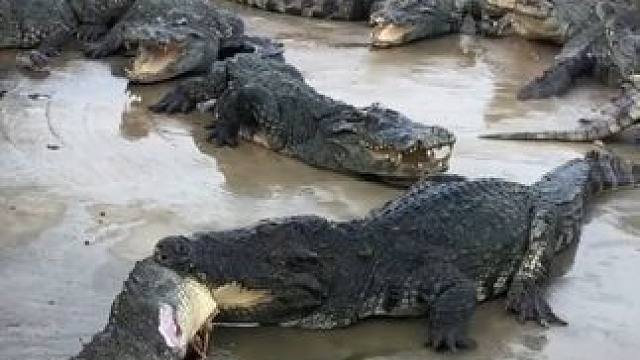 鳄鱼王又又又没啦！！#鳄鱼 #鳄鱼养殖场