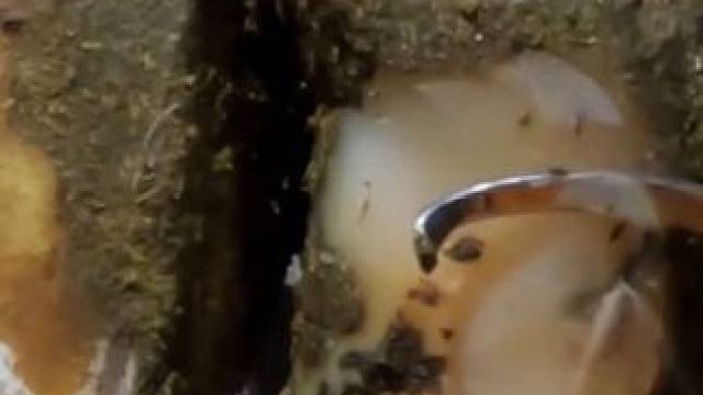 这是小哥修理了几万头牛牛里数一数二的牛蹄#解压#修牛蹄