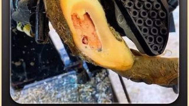 一打开手机就看到小哥猛炫牛蹄#解压 #修蹄#强迫症#舒适#助眠