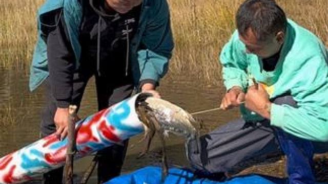 #户外捕鱼 #好多鱼