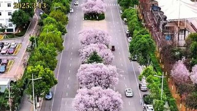 广元雪峰芸香大道两公里的紫叶李花再也藏不住了，错过等一年#春来广元#春天一定不能错过的美景 #一年一