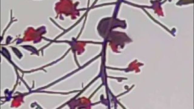 木棉花树上的小精灵#人与自然和谐共处 #谁知道这是什么 #神奇的大自然 #万物生长 #生命的力量