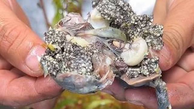 满籽的蛋蛋蛙好有食欲 #泰国美食 #户外美食 #内容启发搜索 #美食