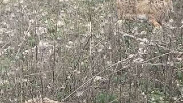 一只也没捉到 #国外视频分享 #野生动物零距离 #野兔