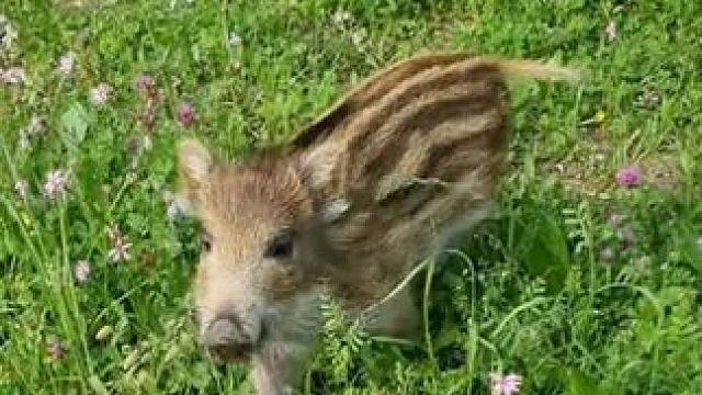 宠物小野猪 #国外视频分享 #奇妙的动物 #宠物