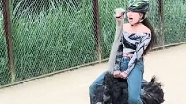 骑个鸟 #国外视频分享 #奇妙的动物 #鸵鸟