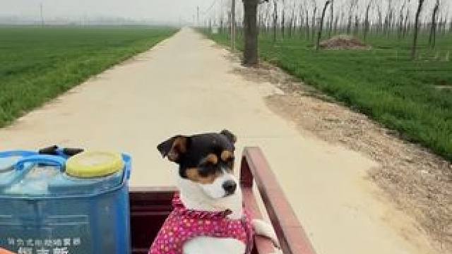 牛马的一天终于结束了，虽然上地很累还经常挨熊，但是能陪在父母身边 这就是幸福的吧 #回村后的狗 #第