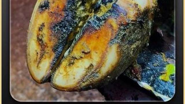 惊呆了，分层的蹄底之下藏了如此大的一颗土豆#修蹄 #解压 #助眠 #强迫症 #修牛蹄