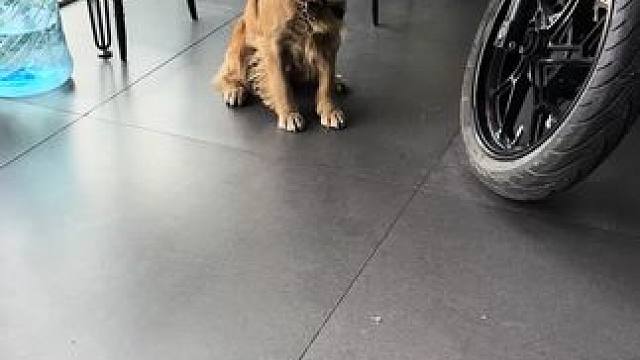 谁家柯基丢了？#柯基