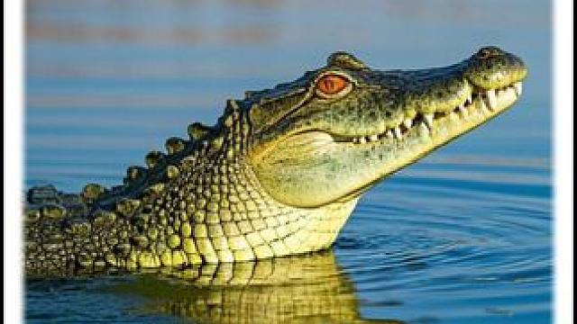 鳄鱼妈妈爱的守护 爬行界的育雏奇迹！
#野生动物零距离 #奇妙的动物 #动物故事