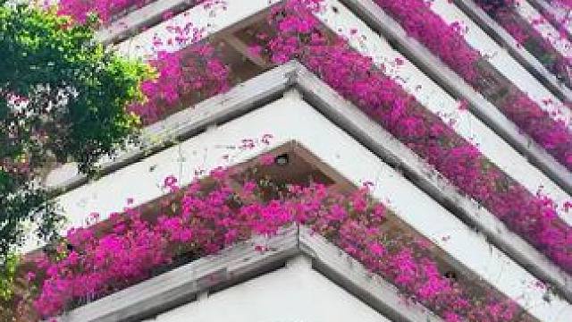 真的有点羡慕你们广州人了#广州 #春天 #风景