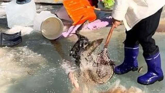 #户外捕鱼 #好多鱼