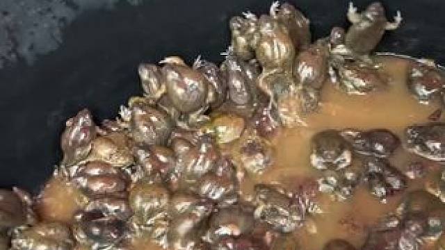 泰国特色美食林蛙 #东南亚美食 #农村美食记录生活 #我的农村生活 #舌尖上的美食 #乡村大锅煮出人