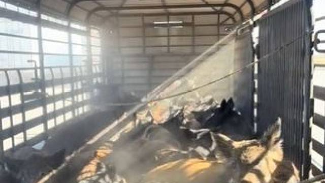 国外农场主用陷阱捉到的野猪 #国外视频分享 #野生动物零距离 #野猪