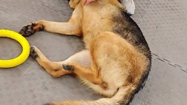 修狗琵琶#宠物伴侣 #动物的迷惑行为