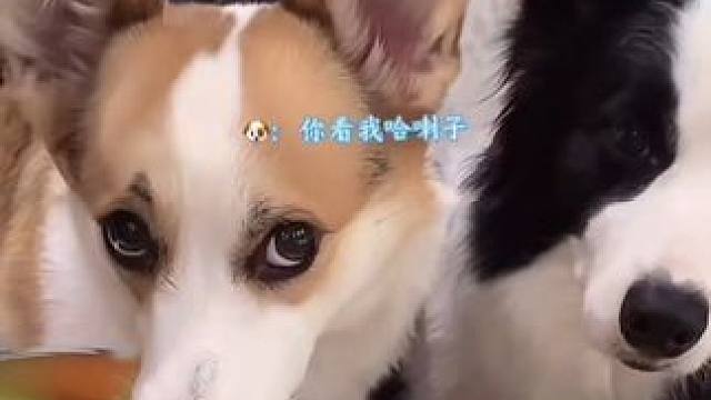 这年头吃个饭咋这么难，柯基：好不容易抢答一次，却还是输给了边牧……