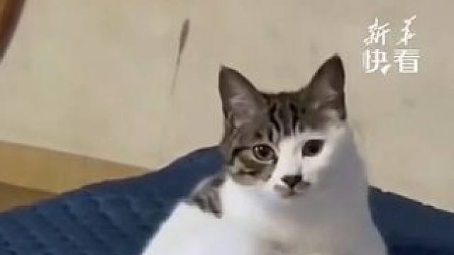 网友分享自家小猫，一听弹舌就有“膝跳反应”~~#猫咪
