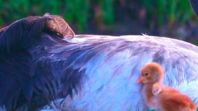 嘿，我是黑颈鹤，来看看我们是如何抚养幼崽的。