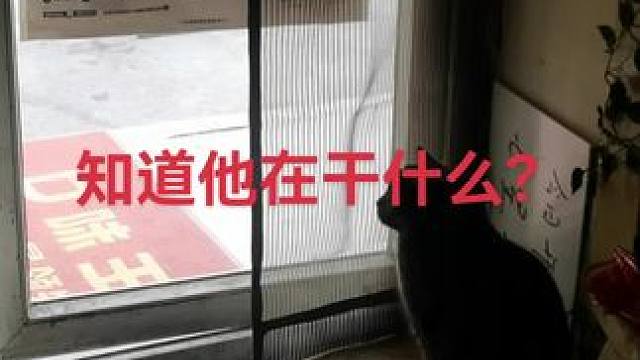 蓝猫在干啥？