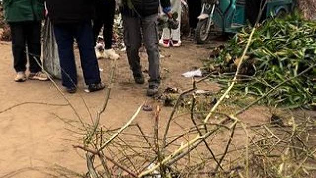 今天扔了许多绿化苗木！
#山东青州 #上热门 #上热门 #见者好运见者发财 #凤梨路网红垃圾场