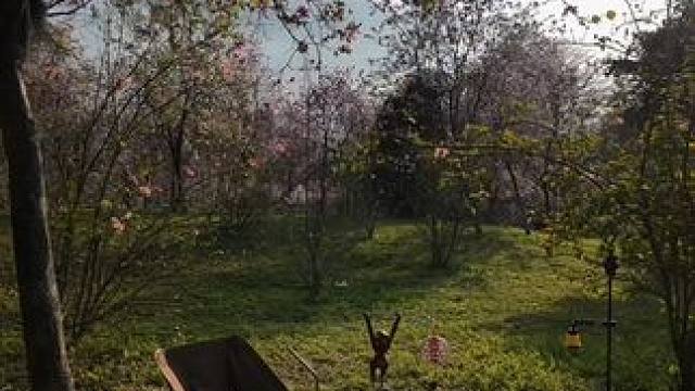 “花树下发呆，拥抱自然，让心灵重获宁静”#远离城市的喧嚣 #户外露营 #治愈心情#一个人沉浸式露营 