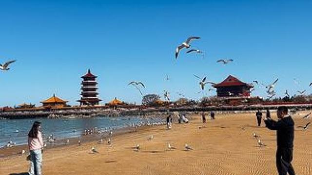 如果生活给了你难题，不妨来蓬莱海边看看海鸥～ 蓬莱海边独有的浪漫和惬意氛#蓬莱 #这是海边独有的氛围
