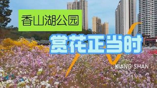 珠海香山湖，赏花正当时 阳春三月，香山湖公园宫粉紫荆和黄色风铃木竞相开放，吸引众多游人前来观赏。