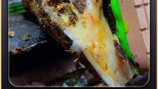 牛蹄上接二连三冒出的小气泡，一看就不是好的征兆 #修蹄 #助眠 #解压 #强迫症 #极度舒适