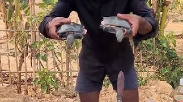 东南亚特色美食 #东南亚美食 #农村美食记录生活 #我的农村生活 #内容启发搜索 #萤火计划