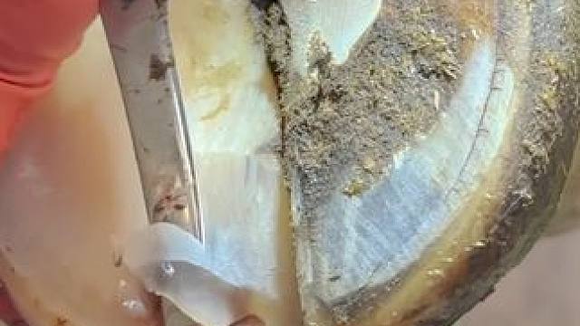 这是一只多到可以用杯子接的牛汁蹄子了#解压 #修牛蹄