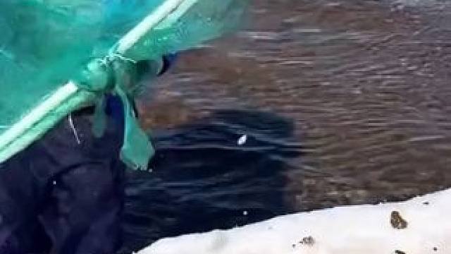 #户外捕鱼 #好多鱼