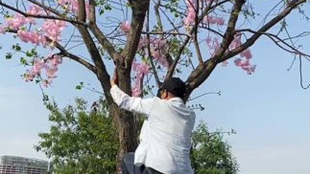 看到花花美景试试这样拍真实太美了。#手机摄影 #拍摄技巧 #春暖花开奔你而来 #治愈系 #治愈系风景