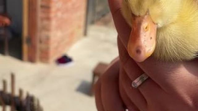 今天抓了小黄鸭回来养