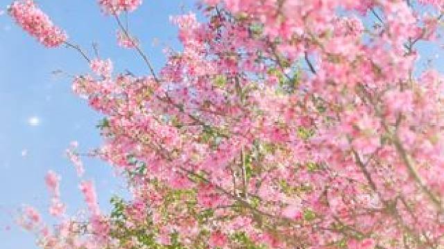 我将拉上好搭子马上开启一场浪漫火热的春日旅行！#春日机位大赛