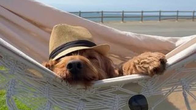 太悠闲啦#小动物是人类的好朋友