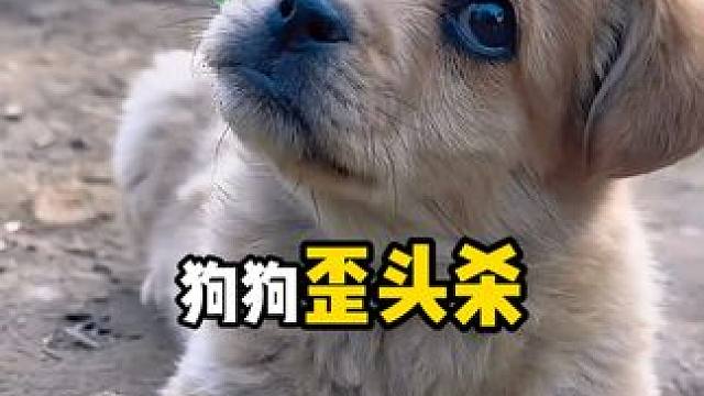 为什么狗狗喜欢歪头？ #内容启发搜索 #萌宠出道计划 #萌宠日常记录