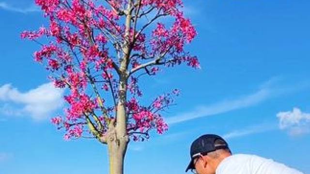 看到漂亮的花树一招教你拍视觉创意大片#拍花技巧 #把春天拍出电影感 #春天当然要拍花啦 #治愈系风景