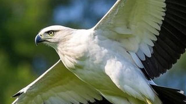 食猿鹰，随便吃吃就能长1米高的鹰 #动物世界 #搞笑 #反转 #一代人有一代人的动物世界