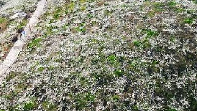 “忽如一夜春风来，千树万树“李”花”开#春天里的浪漫鲜花占一半 #李花盛开 #春天来了 #航拍奉节